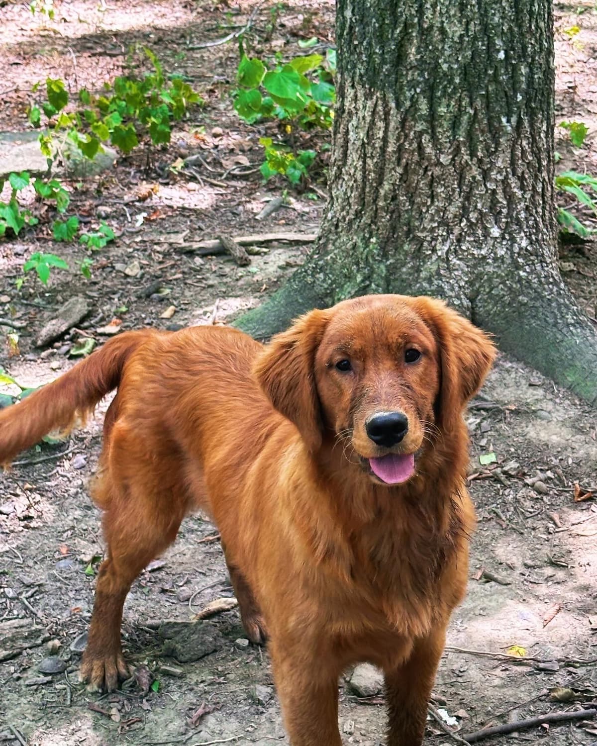 Golden Retriever Puppies breeder image 10