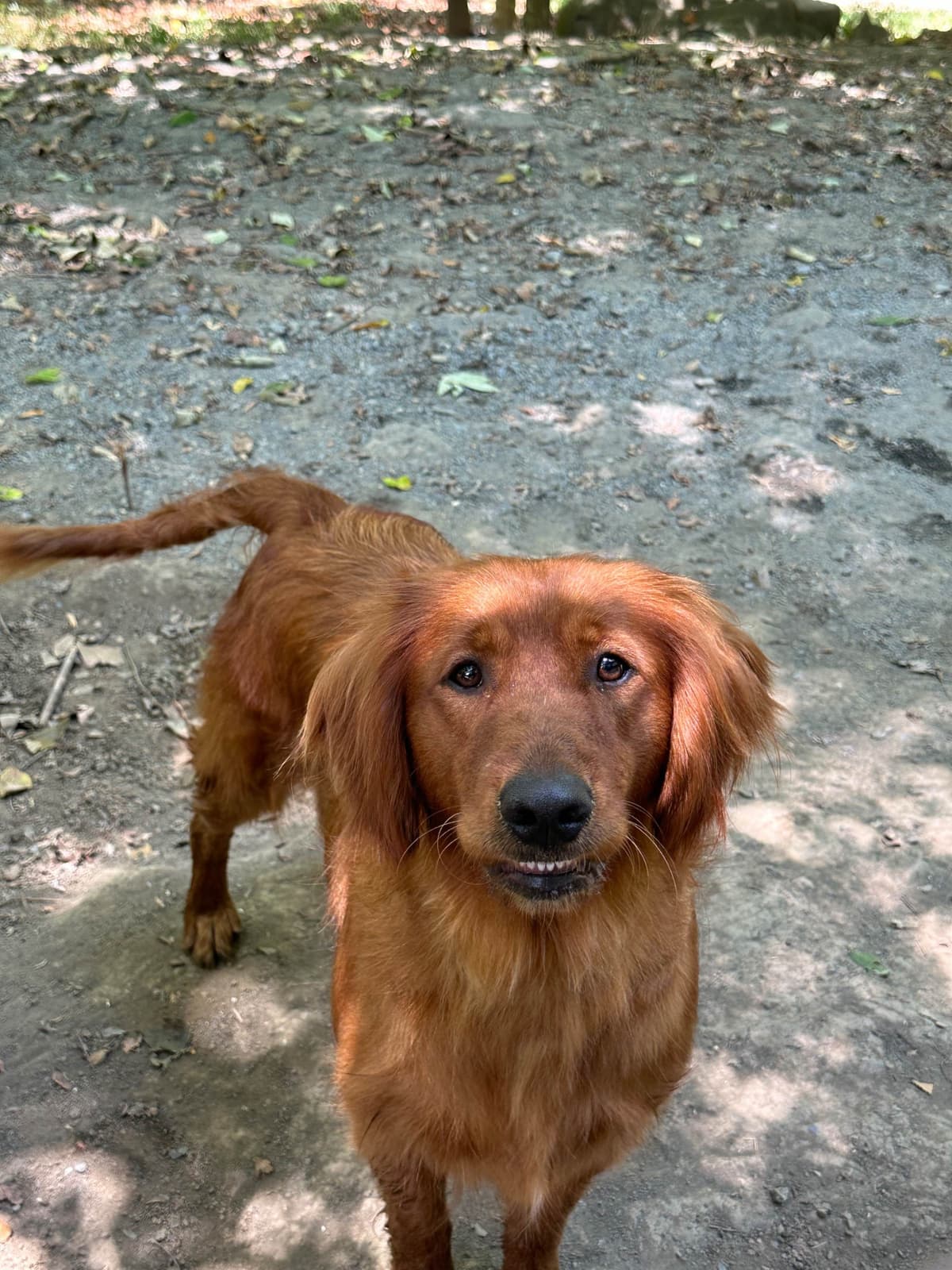 Golden Retriever Puppies breeder image 12