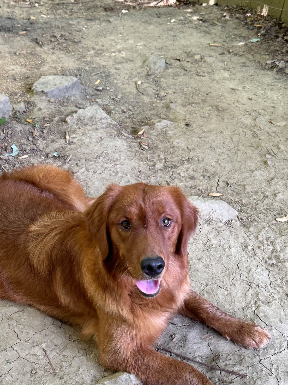 Golden Retriever Puppies breeder image 13