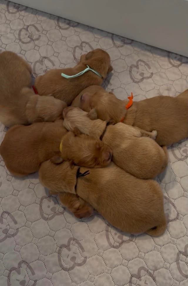 Golden Retriever Puppies media 2