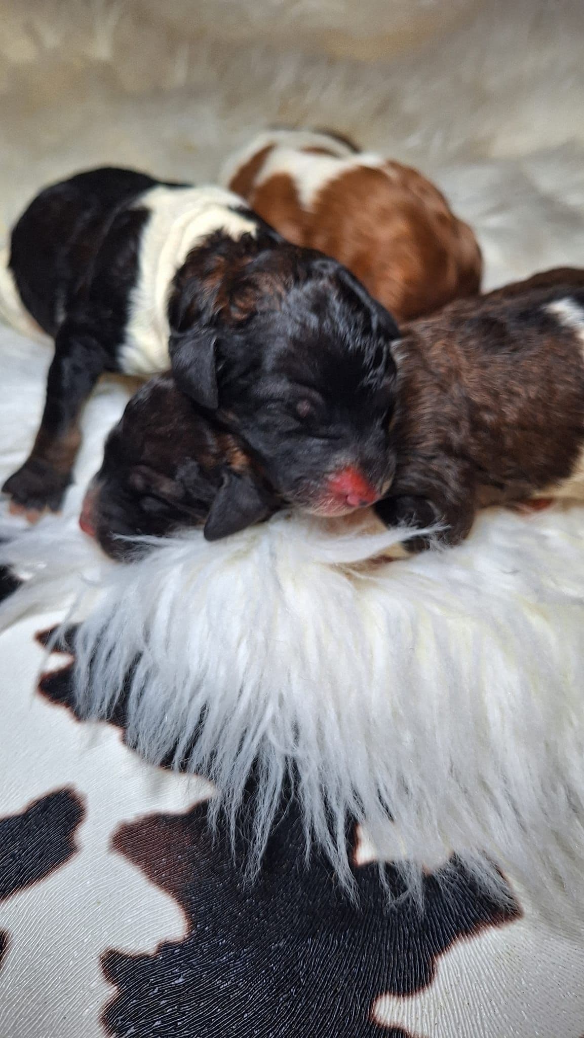 Bernese Mountain Dog Puppies breeder image 2