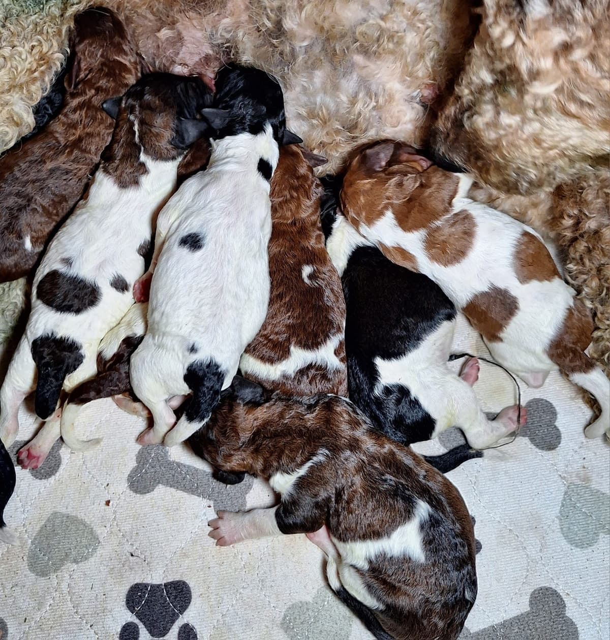Bernese Mountain Dog Puppies breeder image 4