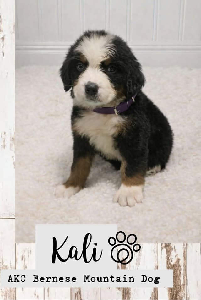 Bernese Mountain Dog Puppies media 3