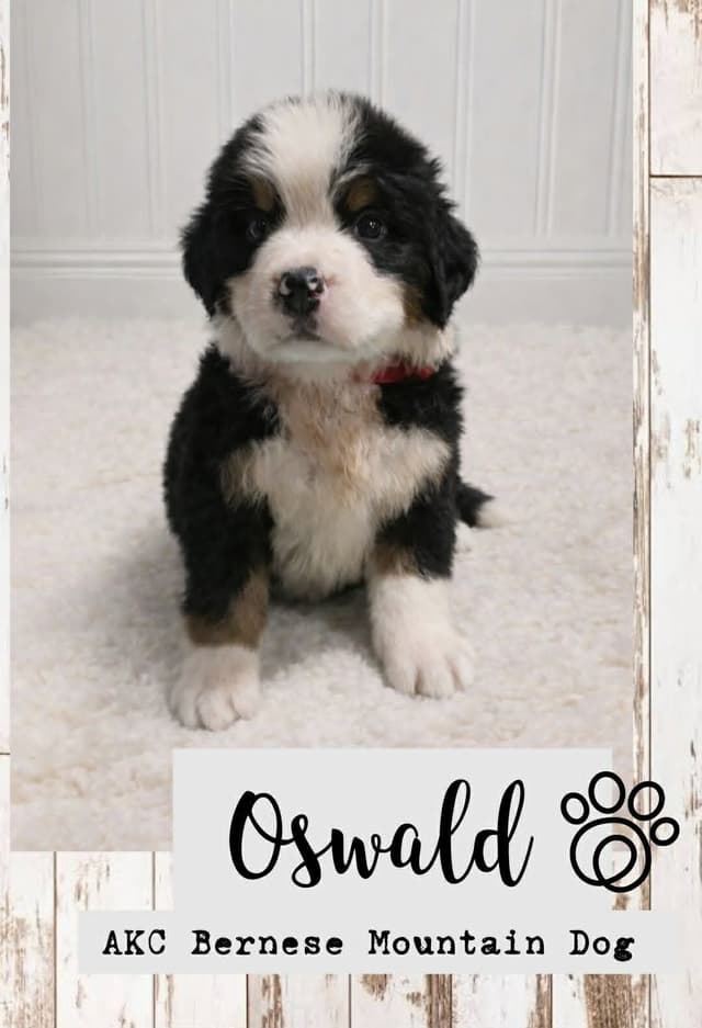 Bernese Mountain Dog Puppies media 4