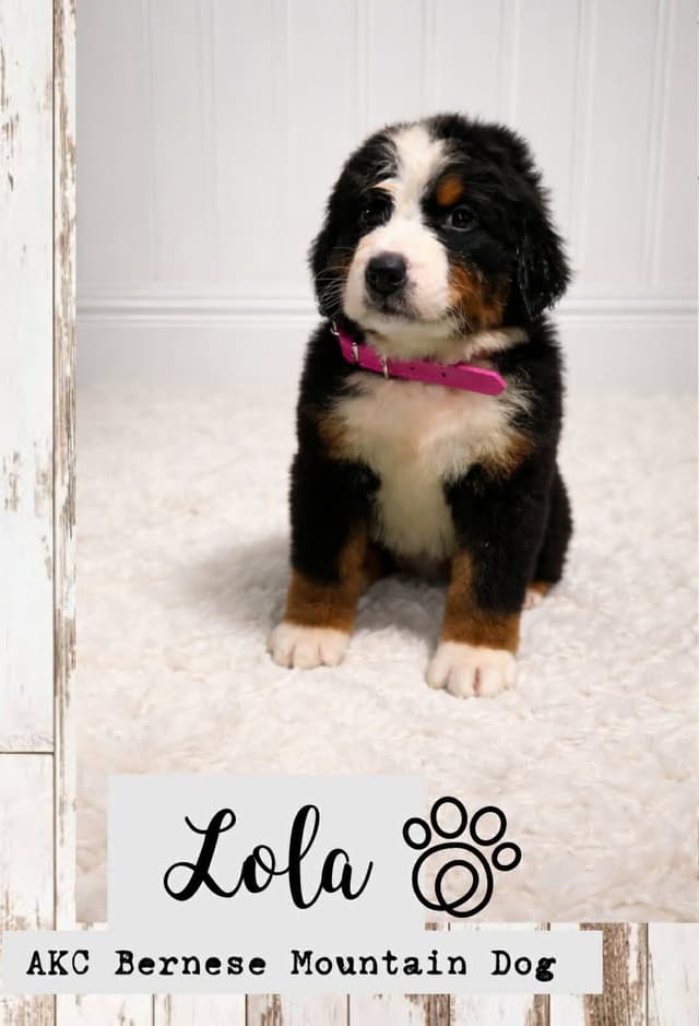 Bernese Mountain Dog Puppies media 2