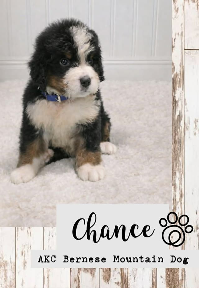 Bernese Mountain Dog Puppies media 5