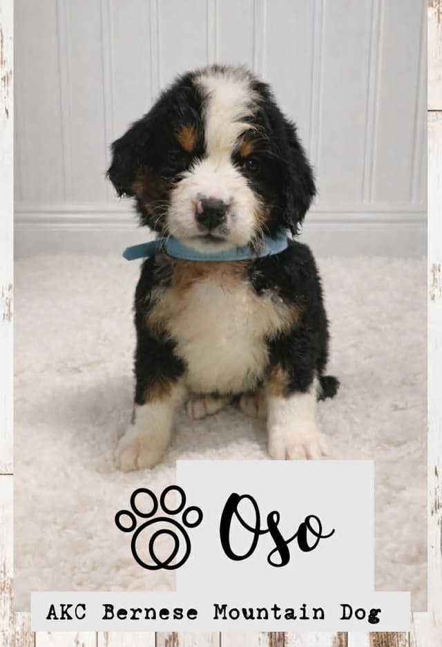 Bernese Mountain Dog Puppies media 6