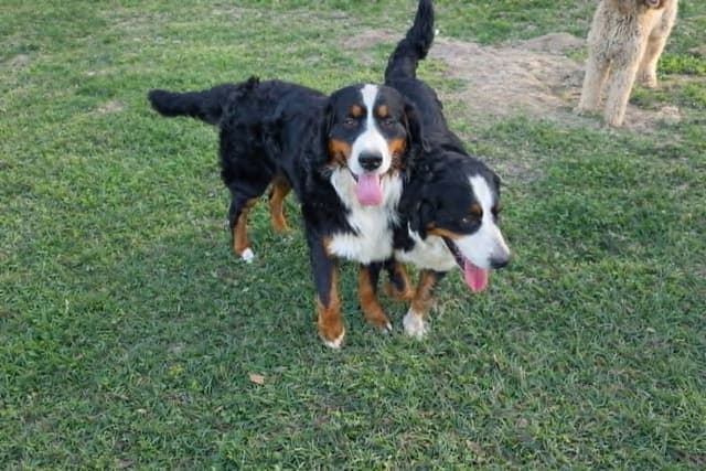 Bernese Mountain Dog Puppies media 9