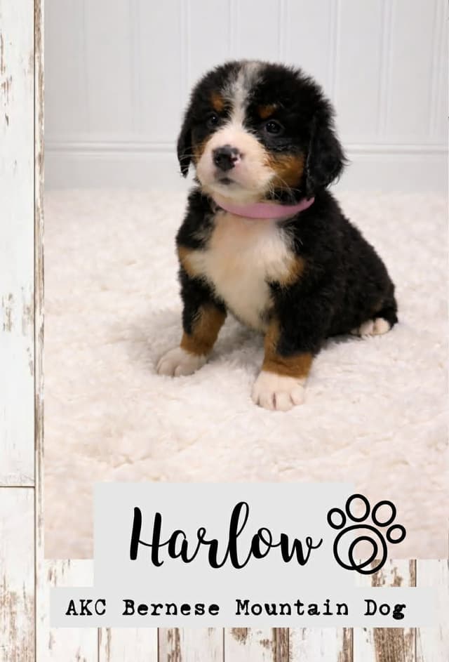Bernese Mountain Dog Puppies media 7