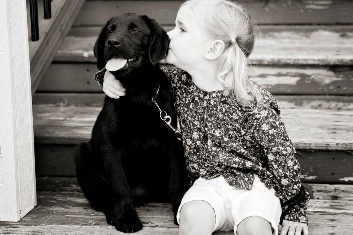 Labrador Retriever Puppies breeder image 1