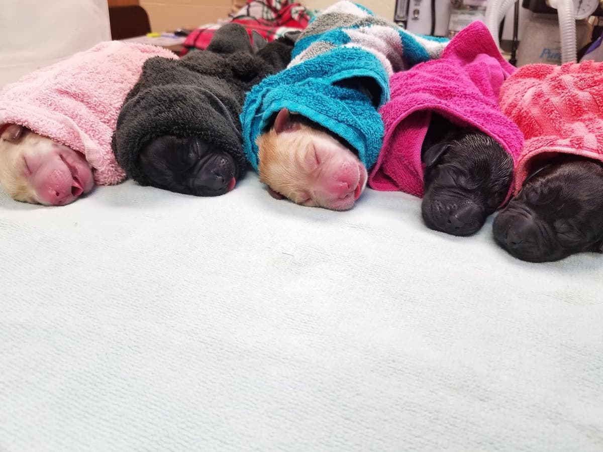 Labrador Retriever Puppies breeder image 4