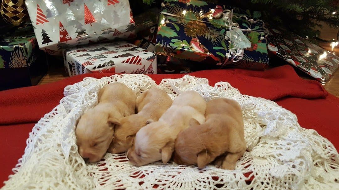 Labrador Retriever Puppies breeder image 5