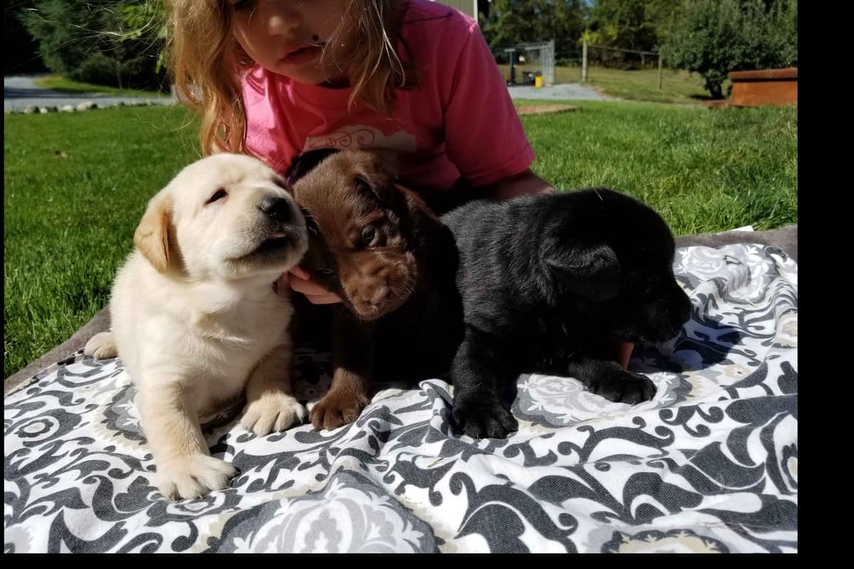 Labrador Retriever Puppies breeder image 7