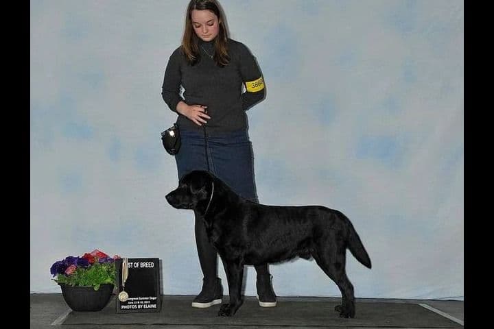 Labrador Retriever Puppies breeder image 9