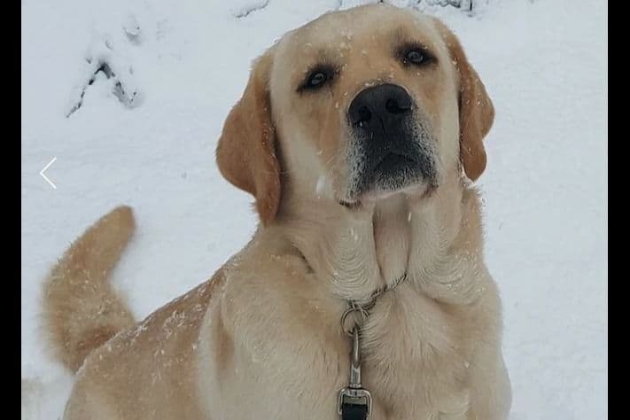 Labrador Retriever Puppies breeder image 10