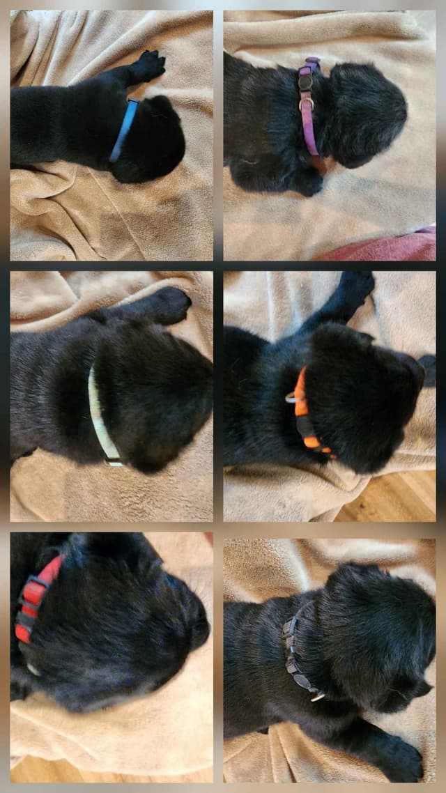Labrador Retriever Puppies media 2