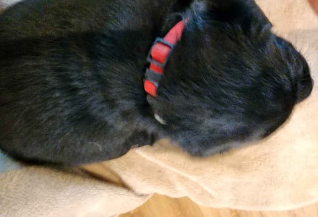 Labrador Retriever Puppies media 4