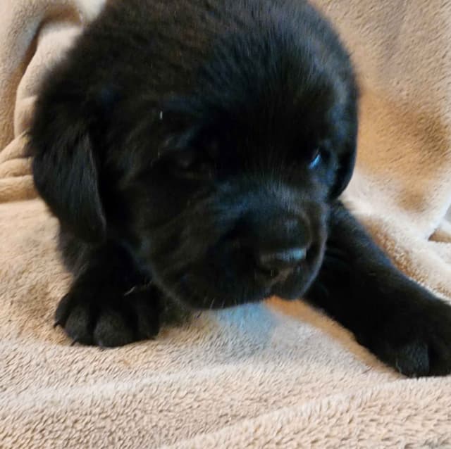Labrador Retriever Puppies media 5
