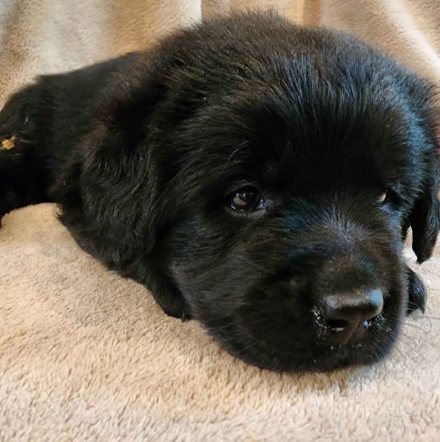 Labrador Retriever Puppies media 6