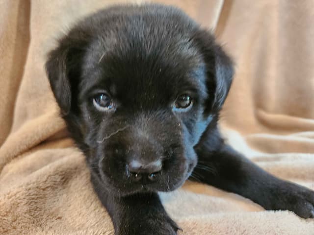 Labrador Retriever Puppies media 8