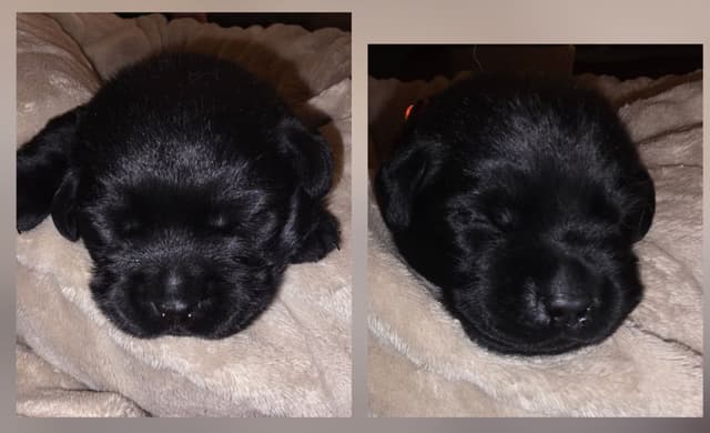 Labrador Retriever Puppies media 9