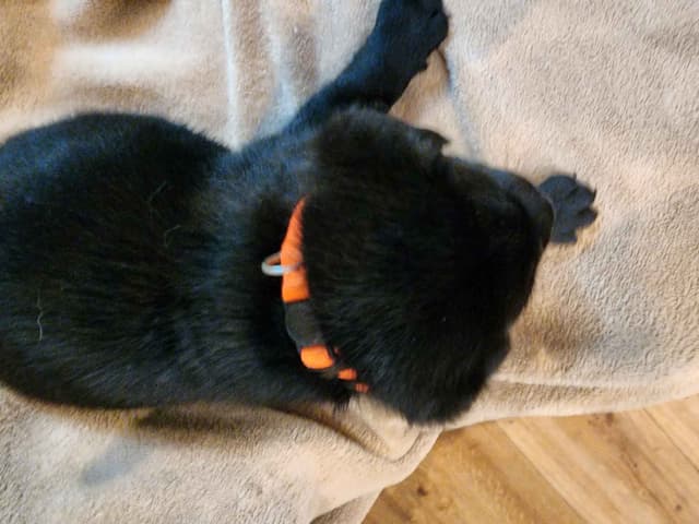 Labrador Retriever Puppies media 10