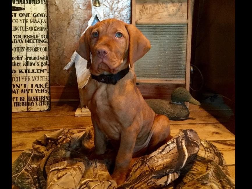 Vizsla Puppies breeder image 2