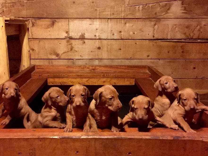 Vizsla Puppies breeder image 17