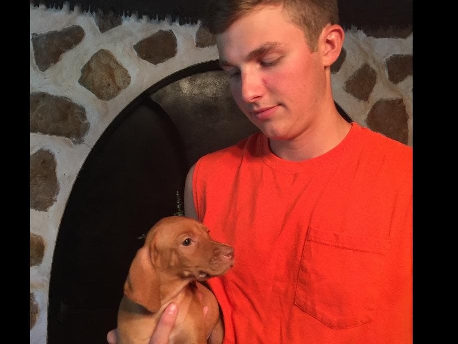 Vizsla Puppies breeder image 19