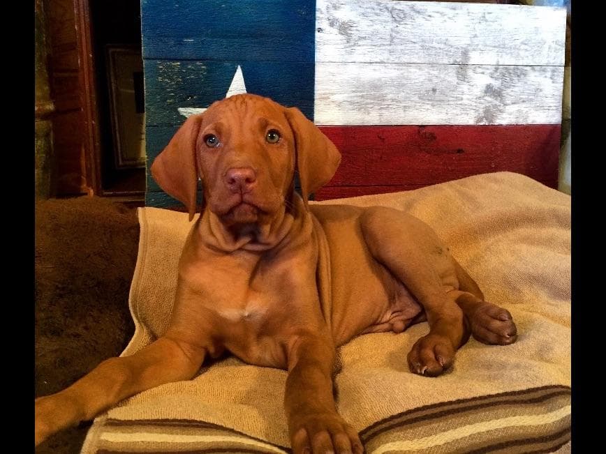 Vizsla Puppies breeder image 20
