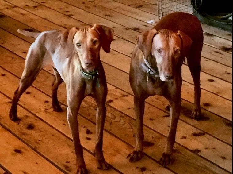 Vizsla Puppies breeder image 21