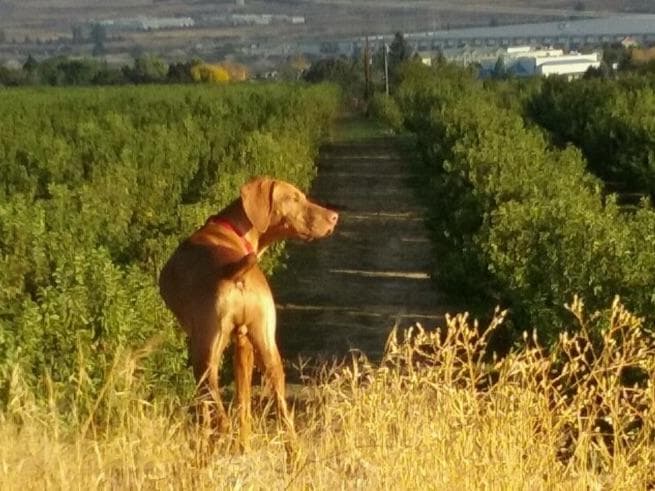 Vizsla Puppies breeder image 22