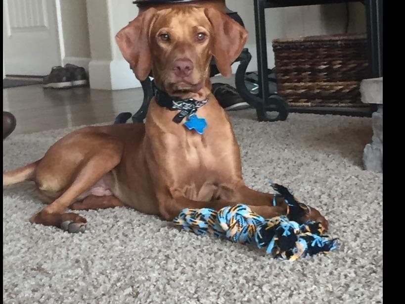 Vizsla Puppies breeder image 24