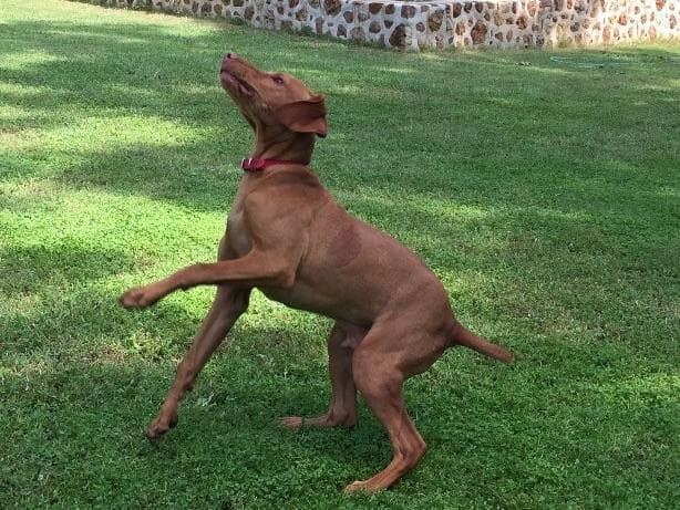 Vizsla Puppies breeder image 25