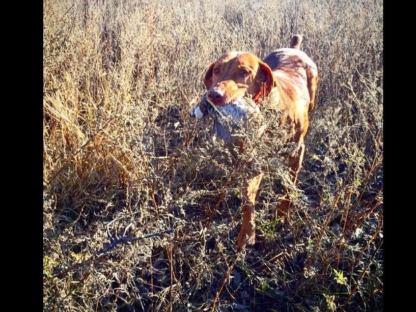 Vizsla Puppies breeder image 26
