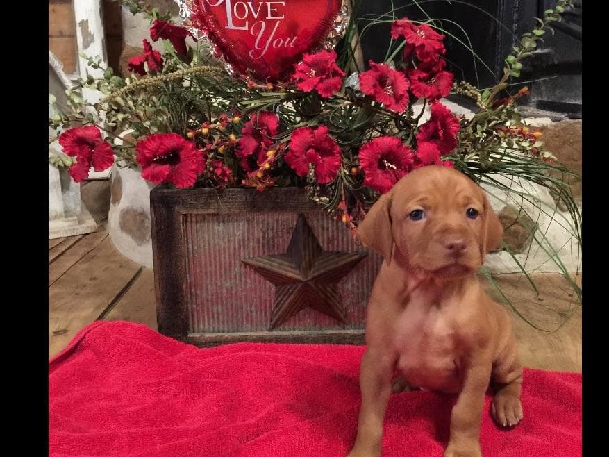 Vizsla Puppies breeder image 29