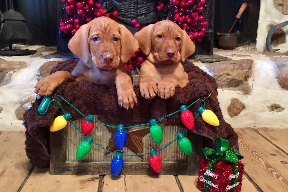 Vizsla Puppies breeder image 12