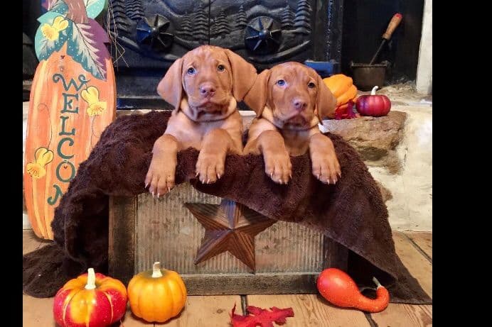 Vizsla Puppies breeder image 11