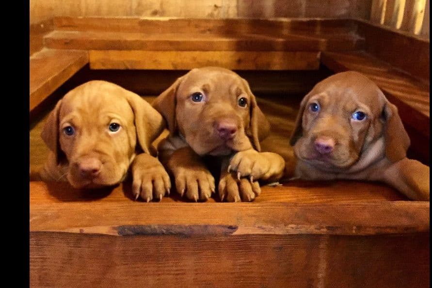 Vizsla Puppies breeder image 10