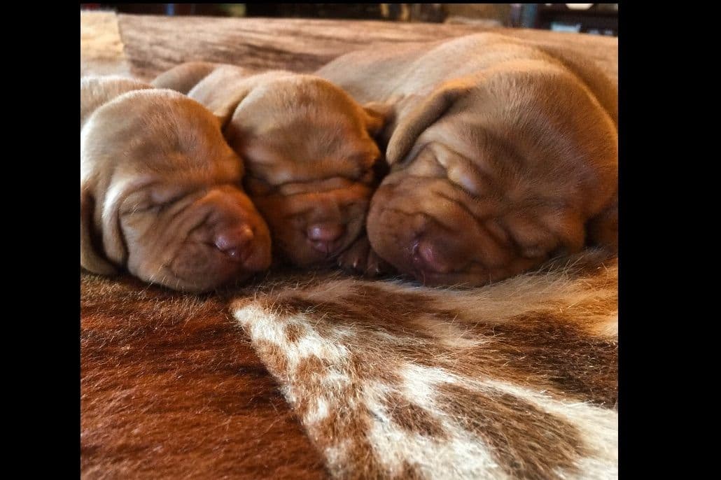 Vizsla Puppies breeder image 9