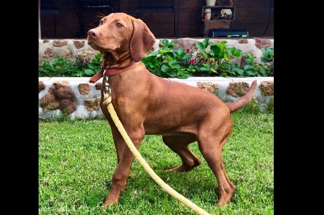 Vizsla Puppies breeder image 8