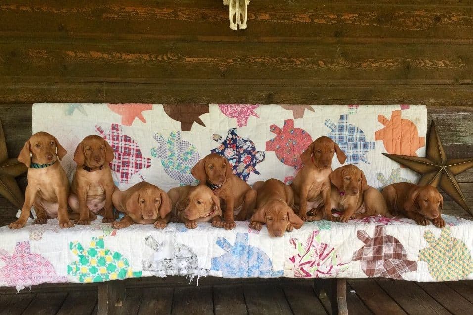 Vizsla Puppies breeder image 7