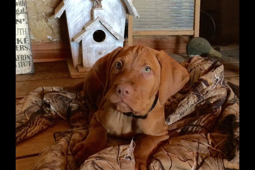 Vizsla Puppies breeder image 6
