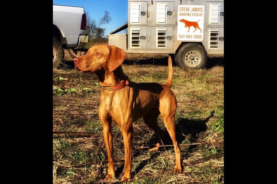 Vizsla Puppies breeder image 4