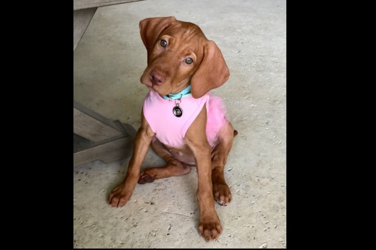 Vizsla Puppies breeder image 32