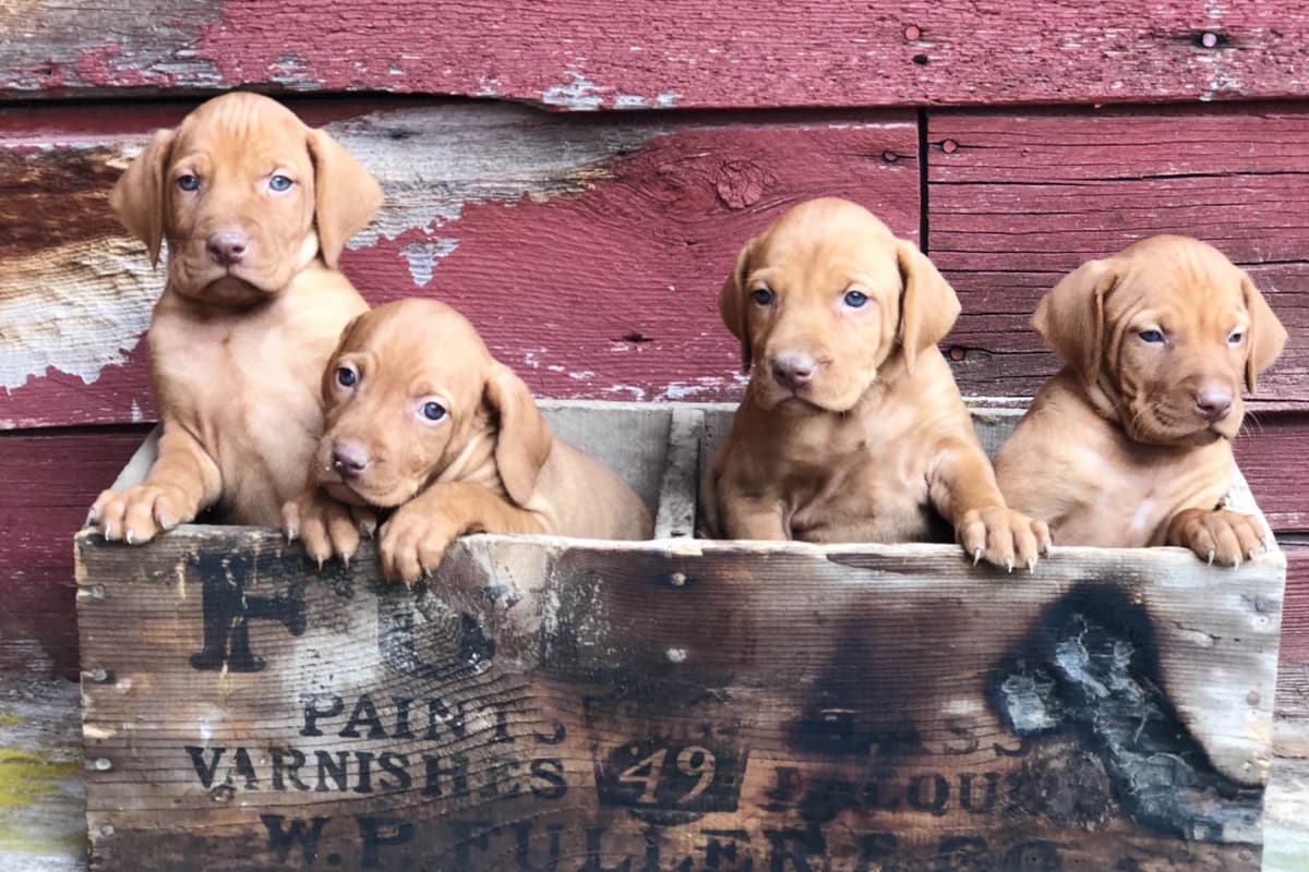 Vizsla Puppies breeder image 35