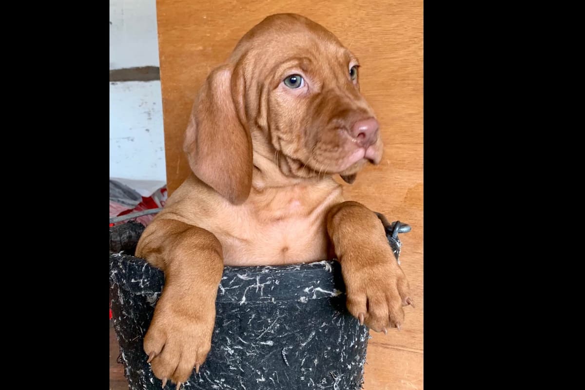 Vizsla Puppies breeder image 37
