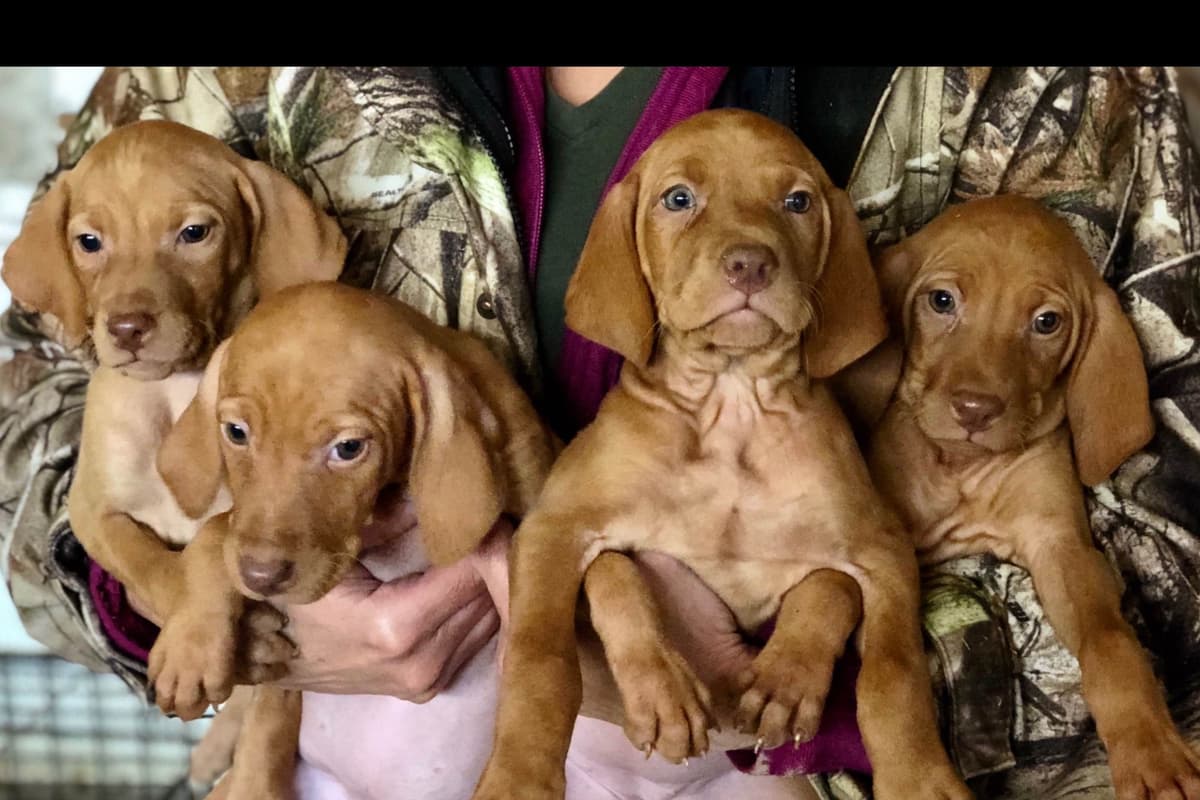 Vizsla Puppies breeder image 38