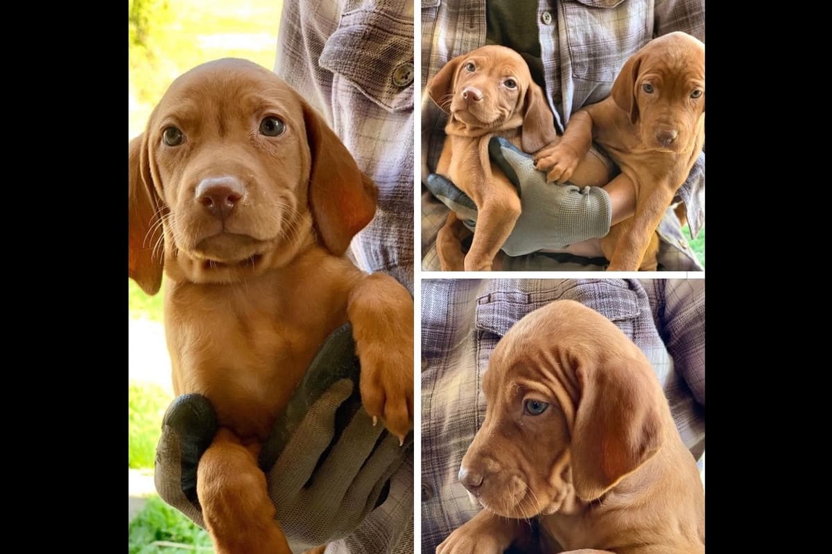 Vizsla Puppies breeder image 39