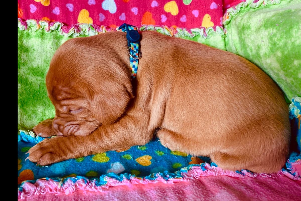 Vizsla Puppies breeder image 41